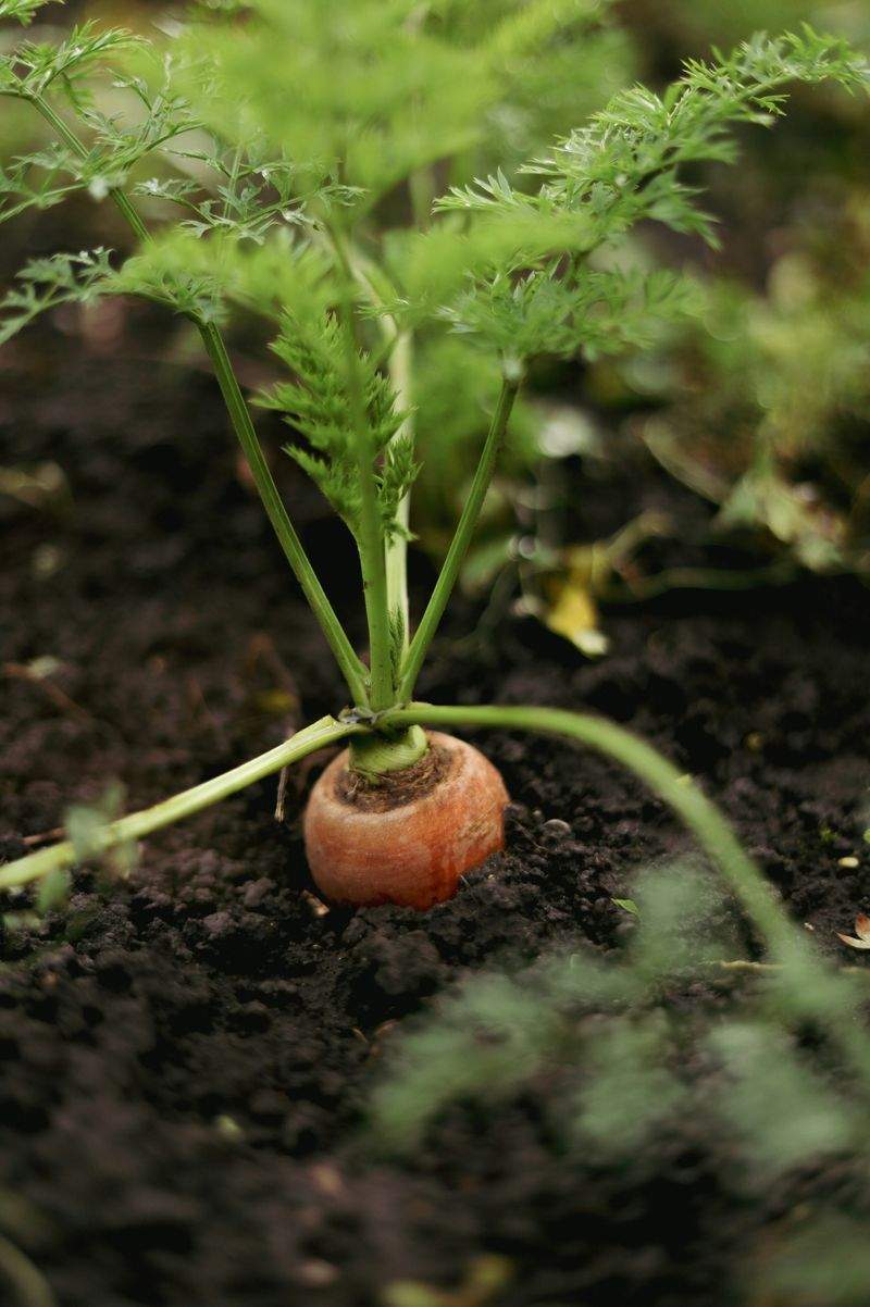 Jardins Harmonie Pro 8