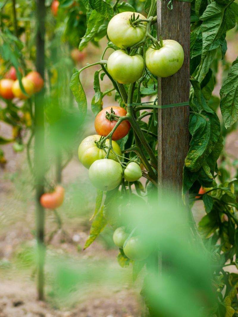 Désherbage manuel et entretien des plantations